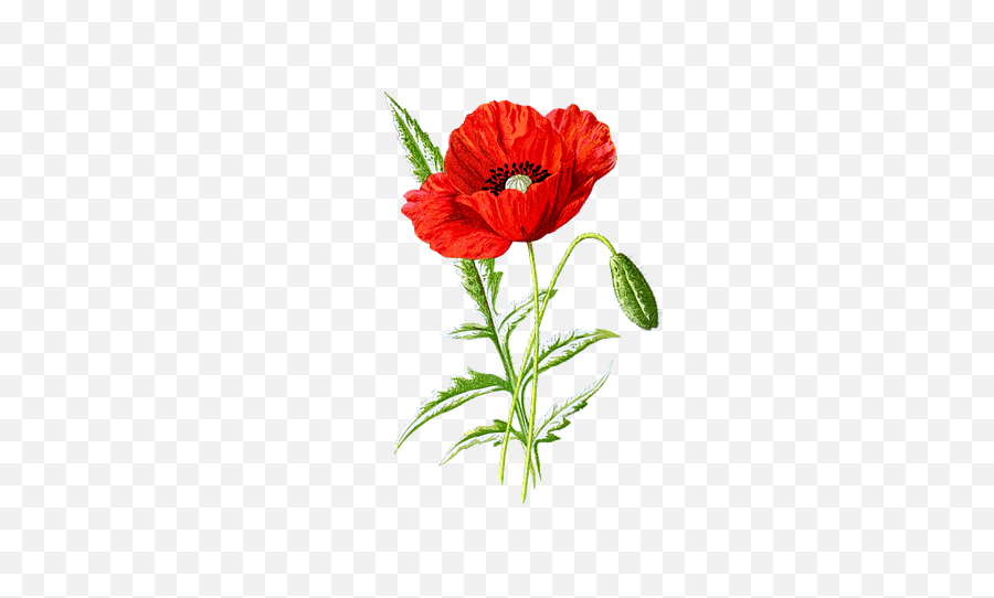 Pixabay - Poppy Vintage Emoji,Yandere Flower Emoticon