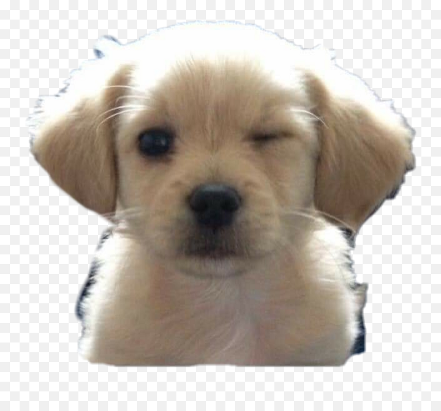Download Shh Sticker - Transparent Emoji Dog Png,Shhhh Emoji