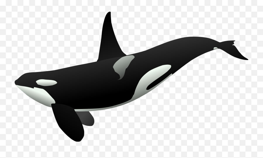 600 Free Life U0026 Nurse Vectors - Pixabay Orca Clipart Emoji,Orca Emoji