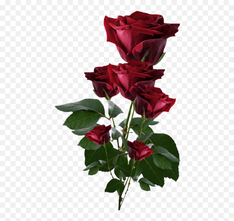 Rosas São Vermelhas Rosas Lindas - Dark Red Rose Transparent Emoji,Coroas De Folres Para Velorio Em Emoji