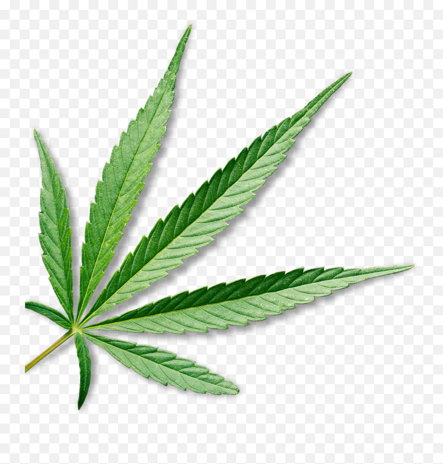 Online Dispensary Canada - Cannabis Emoji,Cannibis Leaf Emoticons