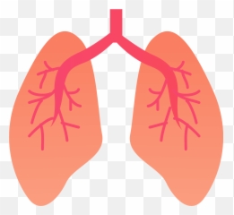 Lung Organ Clipart - Lungs Organ Clipart Emoji,Lung Emoji