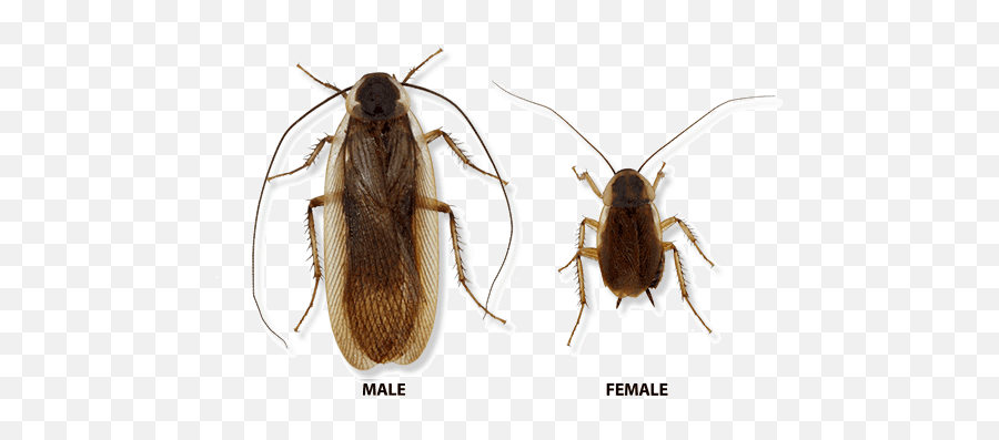 Cockroaches - Pennsylvania Wood Roach Emoji,Facebook Cockroach Emoticon