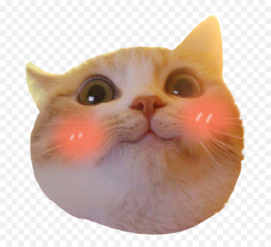 Omg Blush Cat Kitten Dogeface Sticker By - Blush Cat Emoji,Blushing Cat Emoji