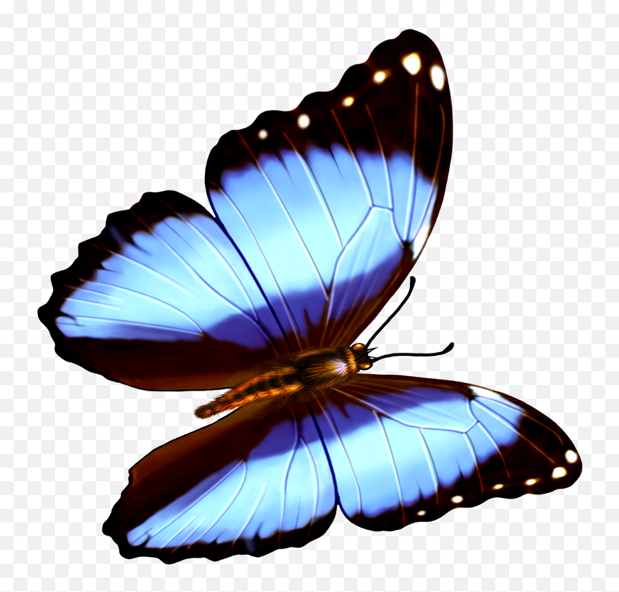 Butterfly Transparency And Translucency Wallpaper Emoji,Emojis Butterfly