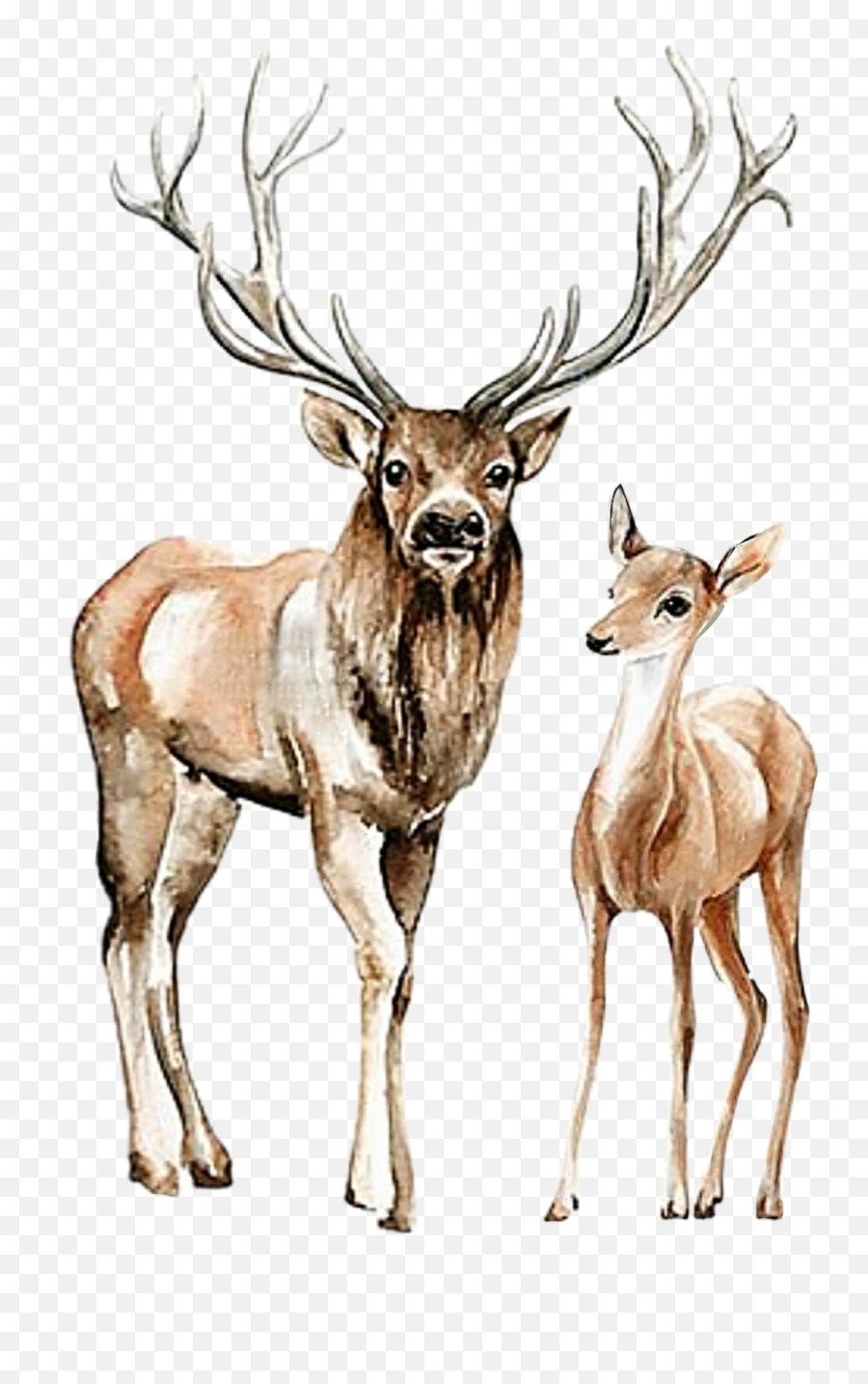 Watercolor Deer Buck Doe Sticker - Caribou Emoji,Doe Emoji