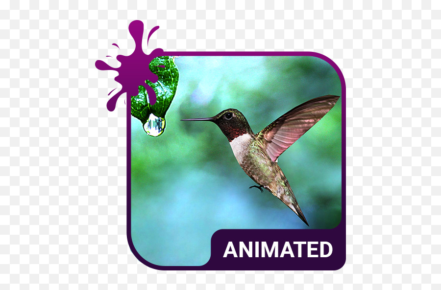 Colibri Animated Keyboard Live - Icon Emoji,Hummingbird Emoji