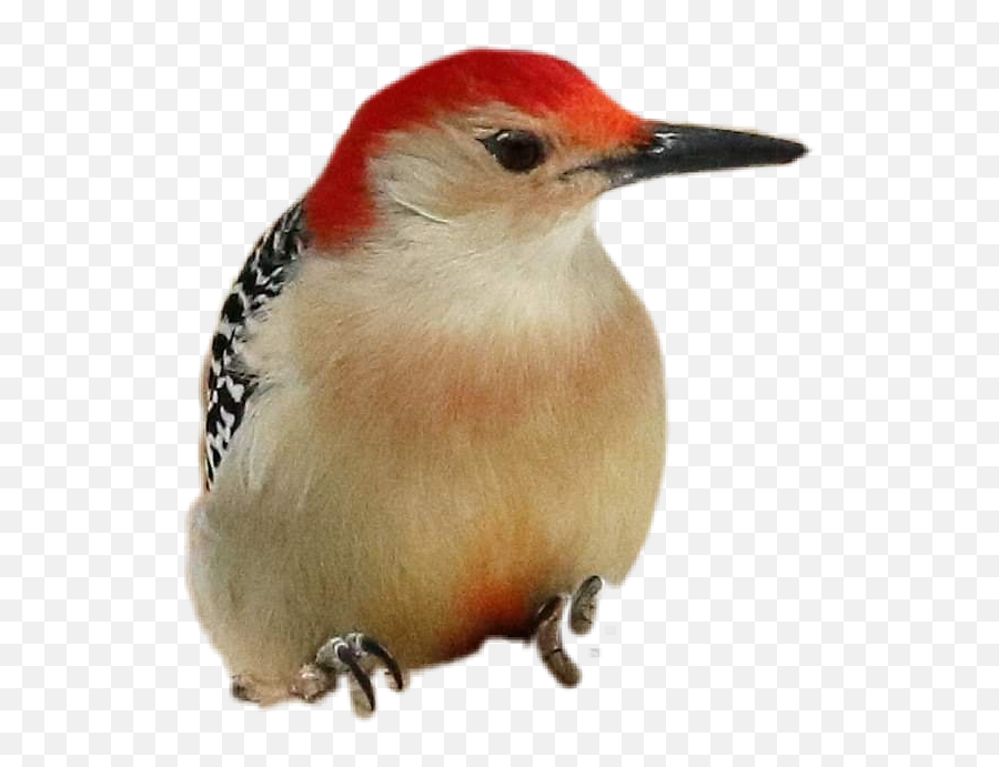 Woodpecker Sticker - Woodpecker Emoji,Woodpecker Emoji