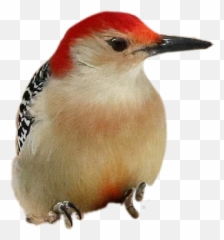 Woodpecker Sticker - Woodpecker Emoji,Woodpecker Emoji