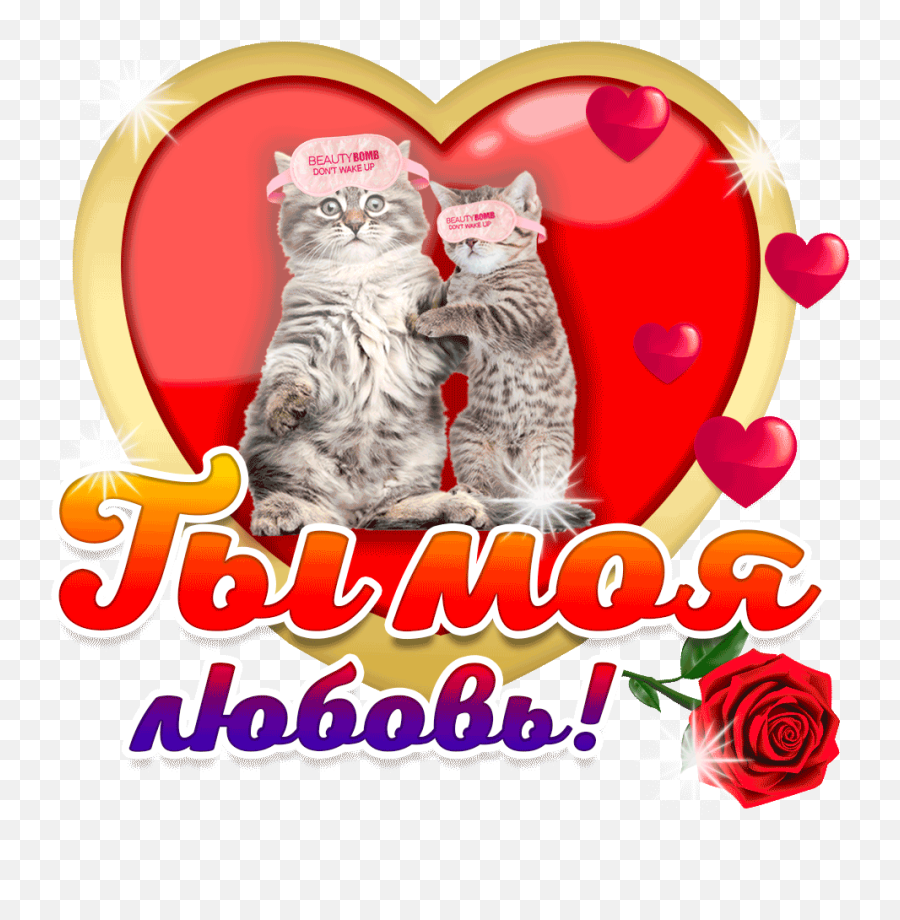 Top Grumpy Kitten Stickers For Android U0026 Ios Gfycat - Garden Roses Emoji,Grumpy Cat Emoticon