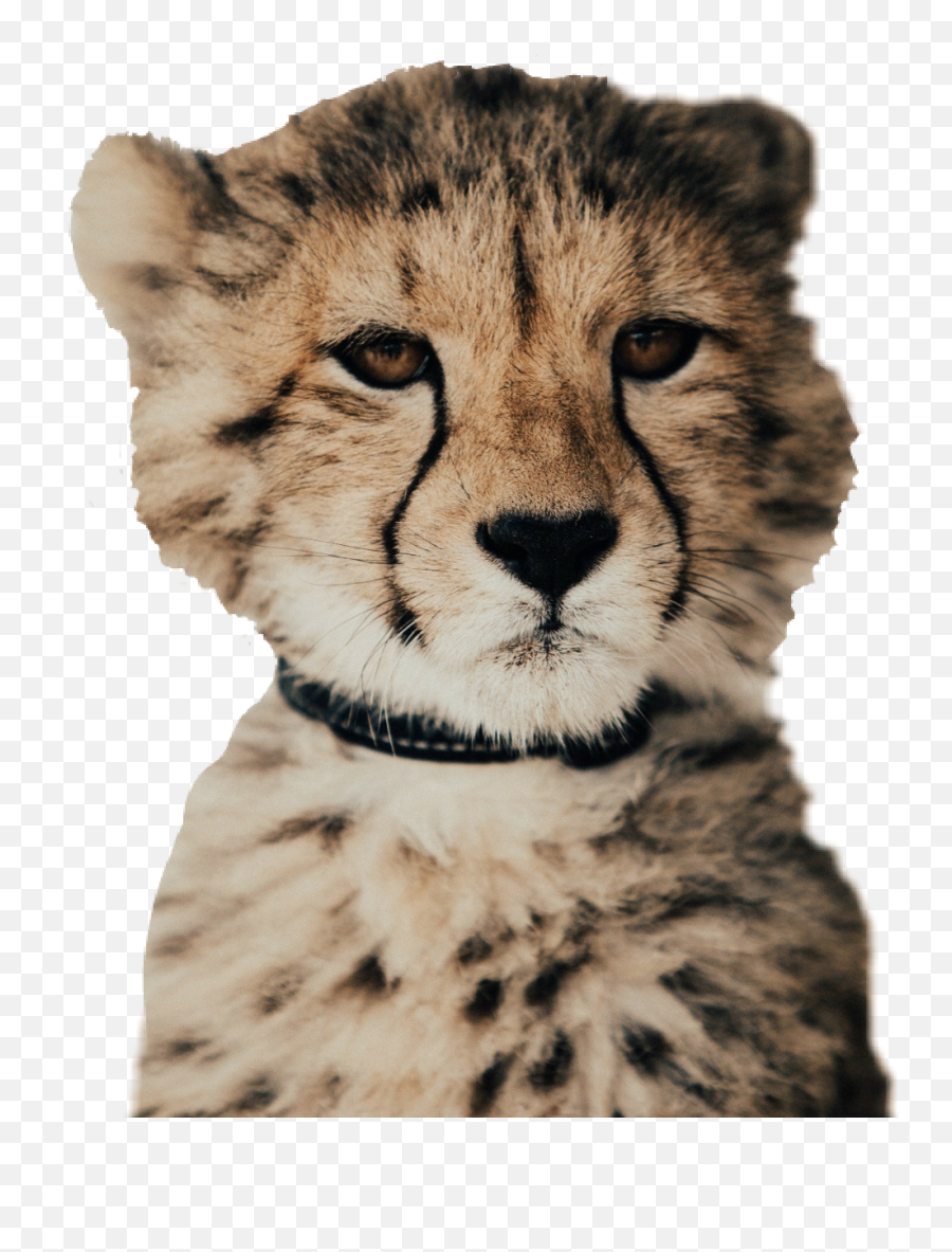 Cheetah Sticker By Esther Webb - Dont Touch My Phone Tapeta Emoji,Cheetah Emoji