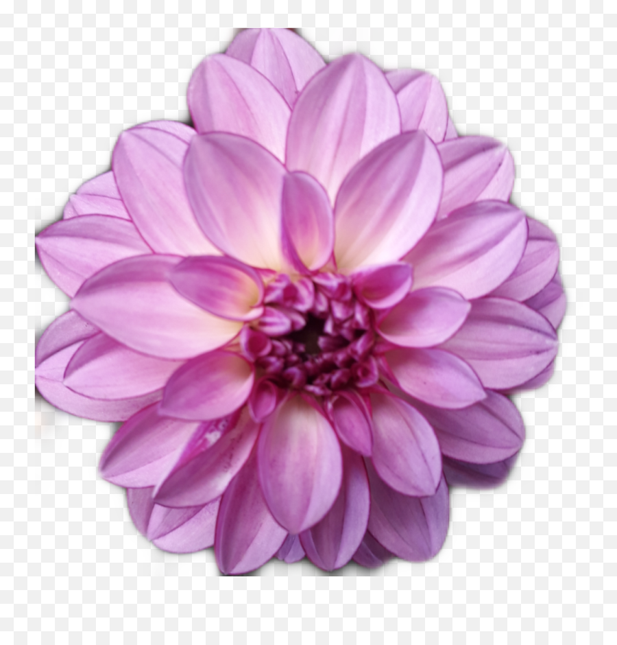 Flower Pink Pinkflower Sticker Emoji,Chrysanthemum Emoji