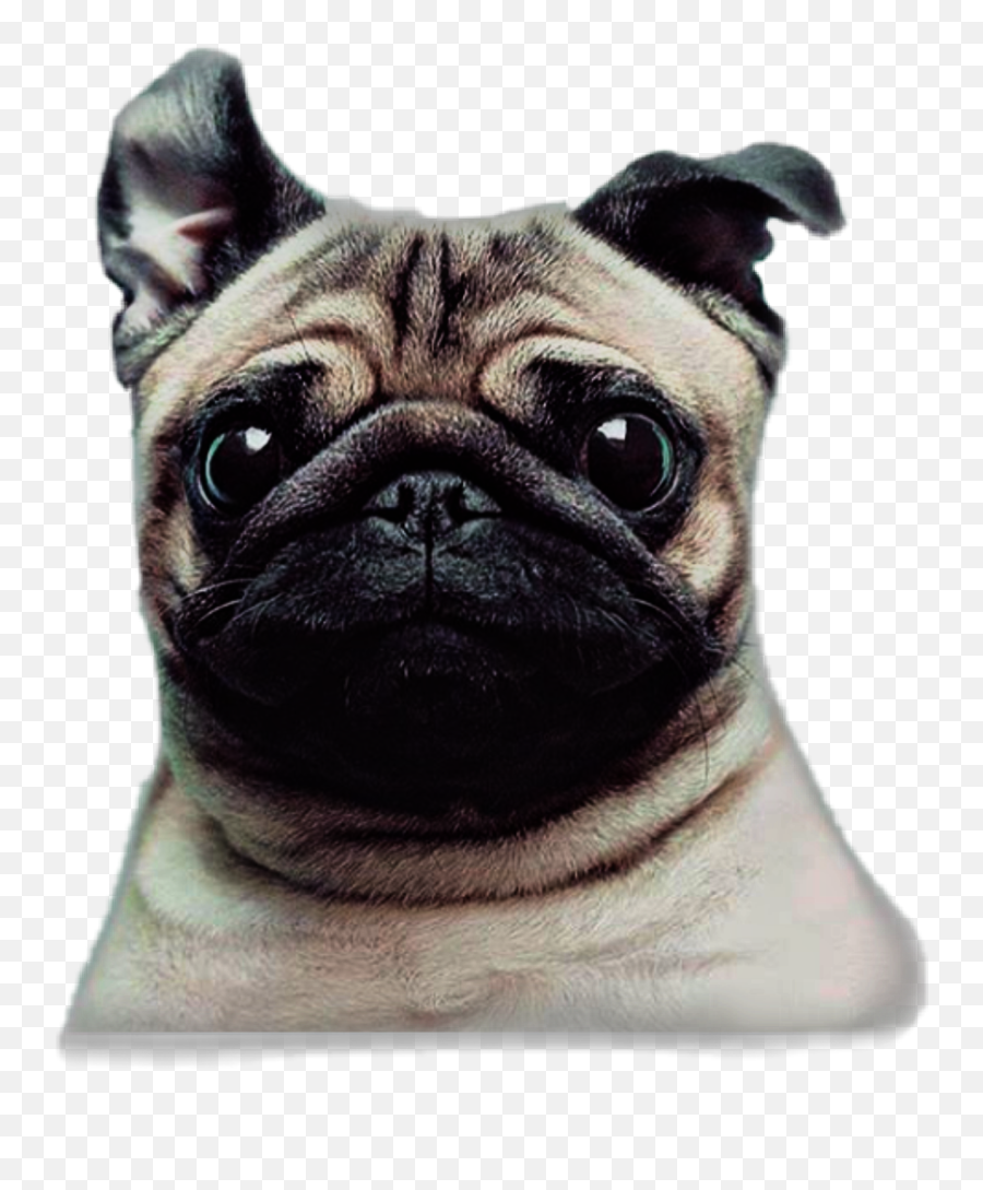 Puginnocent Dogcute Sticker - Pug Emoji,Pug Emoji Android