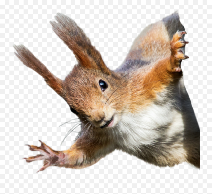 Discover Trending Squirrel Stickers Picsart - Squirrels On Wires Emoji,Chipmunk Emoji Android