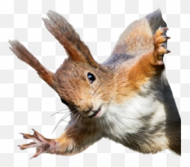 Discover Trending Squirrel Stickers Picsart - Squirrels On Wires Emoji,Chipmunk Emoji Android