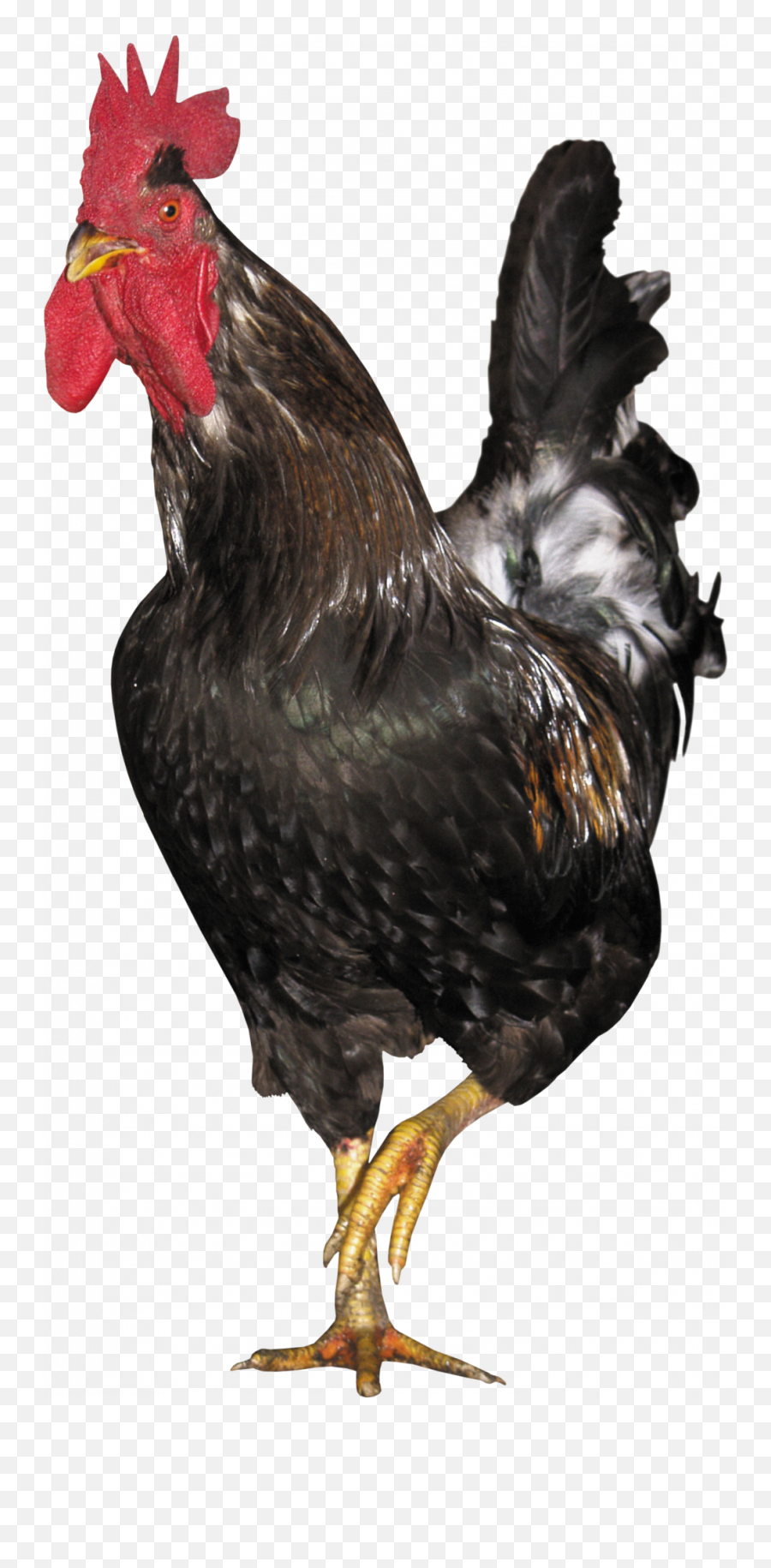 Cock Png High Quality U2013 Png Lux - Galos Rhode Island Red Emoji,Cockaroch Emoji