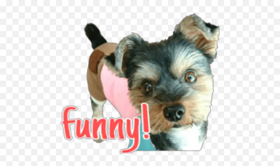 Twinkle Jackie Stickers Para Whatsapp - Dog Clothes Emoji,Yorkie Emojis