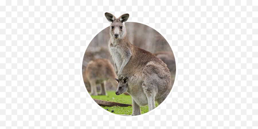 Animals At The Zoo U2013 Dickerson Park Zoo Emoji,Kangaroo Human Emotion Baby