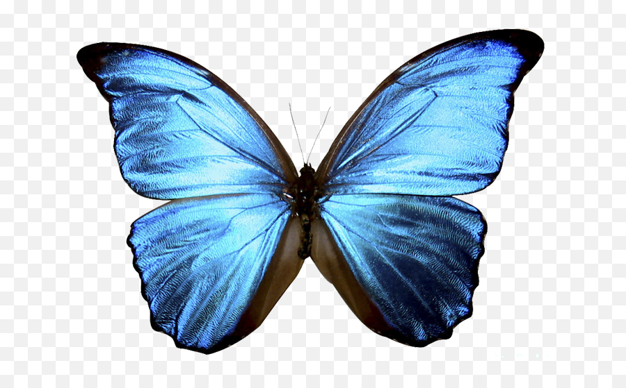 Download Hd Borboletas Tumblr Png - Blue Butterfly Emoji,Emojis Butterfly