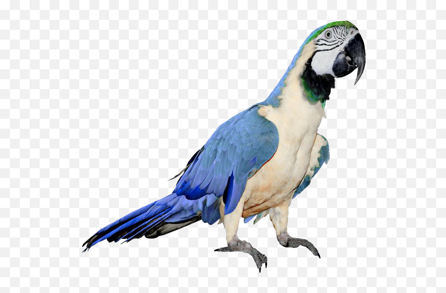 Blue Parrot Png Hd Transparent - Parrots Transparent Background Emoji,Parrot Emojis