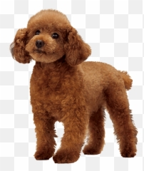 Poodle Transparent Emoji,Pink Poodle Emoji