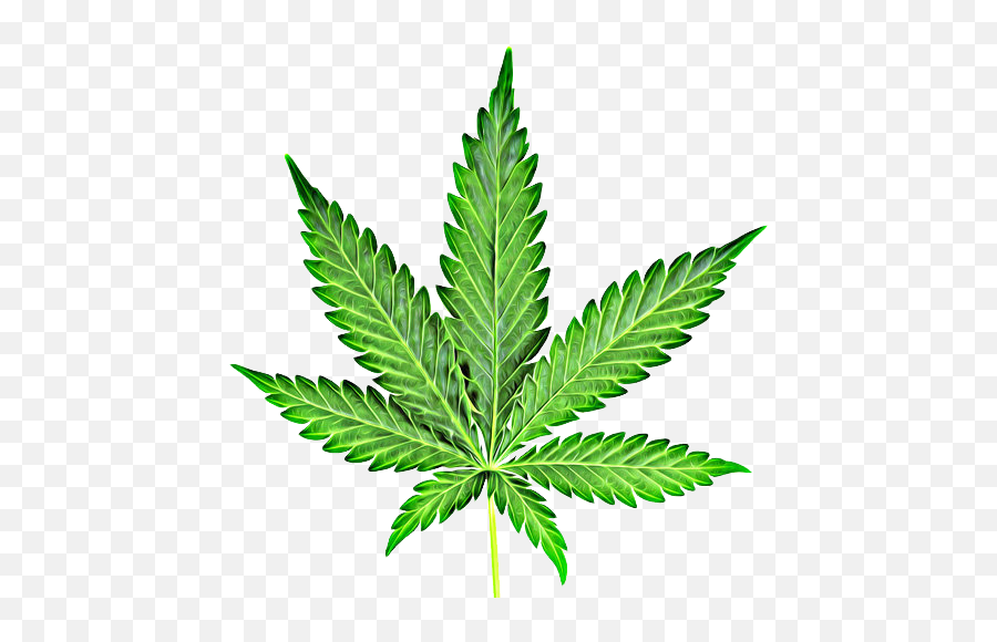 Cannabis Marijuana Leaf Clipart Png - Weed Png Emoji,Potleaf Emoji Cannabis Marijuana Leaf Clipart Png - Weed Png Emoji,Potleaf Emoji