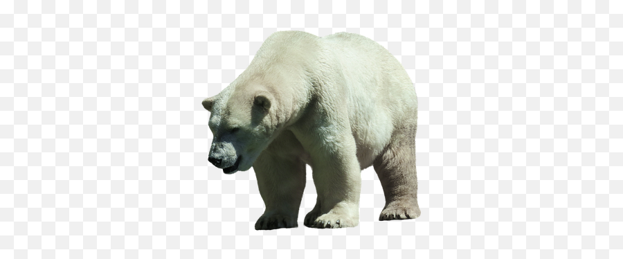 Free Polar Bear Bear Illustrations - Polar Bear Emoji,Ice Bear Showing Emotion
