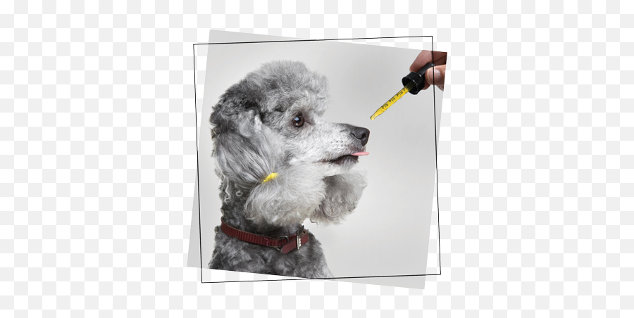 Cbd Oil For Poodles - Writing Implement Emoji,Dog Emotion 50% Up