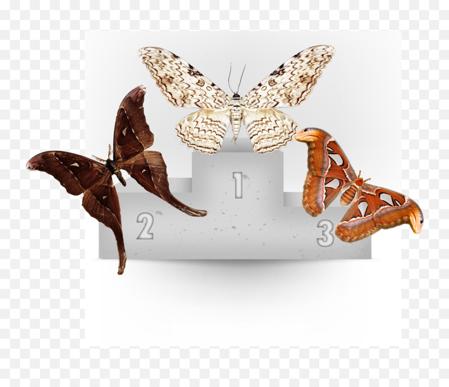 Attacus Atlas - Atlas Moth Taxo4254 Wikinus Emoji,Emoticons Batting Eyelashes