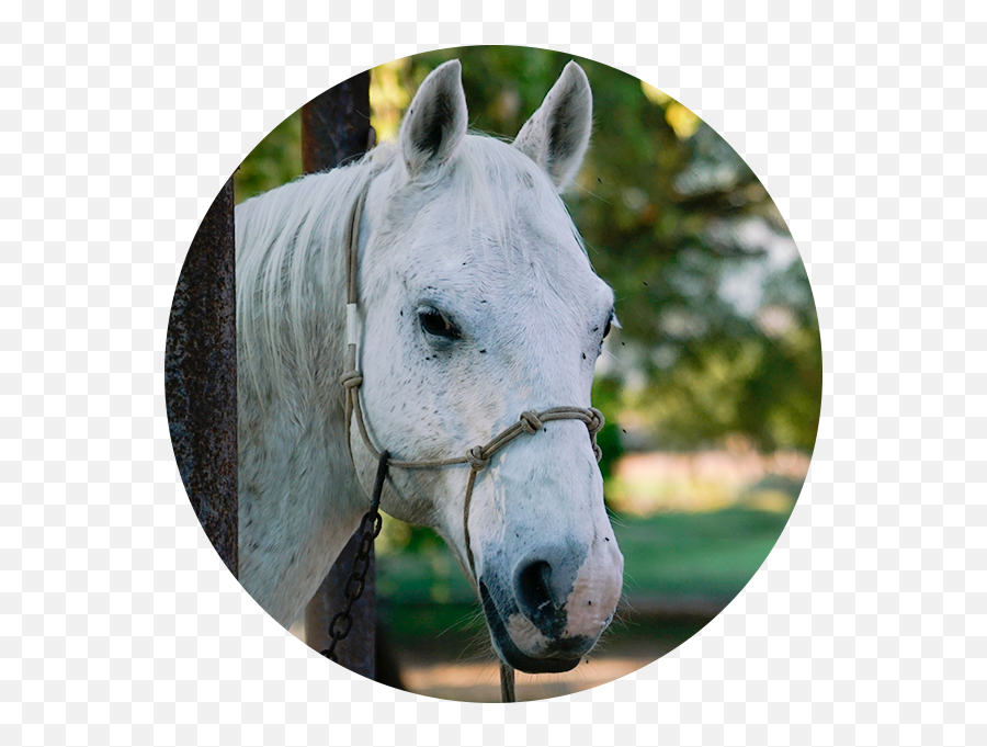 Adventurous Change The Hooves And Hearts Connection - Bridle Emoji,The Emotion Code Healing Horses