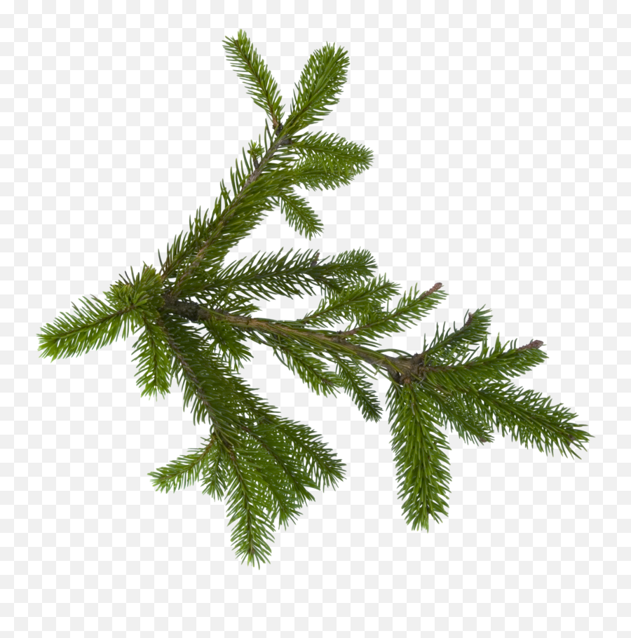 Fir Tree Png Transparent 3687 - Pine Tree Leaves Png Transparent Emoji,Pine Tree And Plant Emojis Facebook