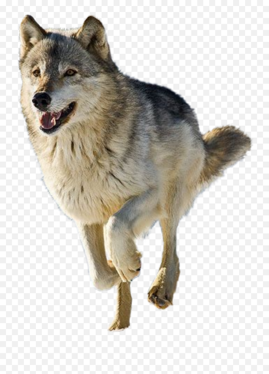 Discover Trending - Grey Wolf Running Emoji,Wolf Emojis Tyler