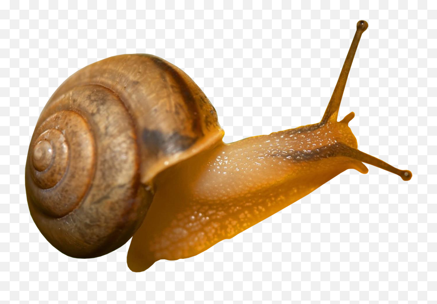 Snail Png Transparent Picture - Png Emoji,Gary The Snail With Emojis