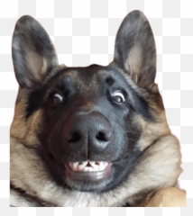 Freek - Thats Not My Tummy Emoji,Gsd German Shepard Emojis