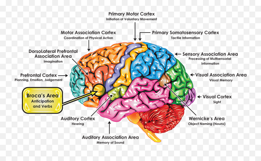 Broca - Part Of The Brain Controls Cognitive Functions Emoji,Brain Emotion Map