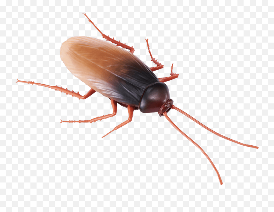 Robo Alive Cockroach - Toy Cockroach Emoji,Facebook Cockroach Emoticon