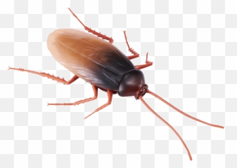Robo Alive Cockroach - Toy Cockroach Emoji,Facebook Cockroach Emoticon