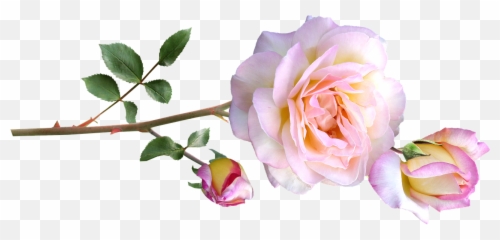 Peace Rosestemflowersfree Pictures Free Photos - Free Emoji,It Has To Grow Spontaneously Like A Flower In Mind Free From Emotions
