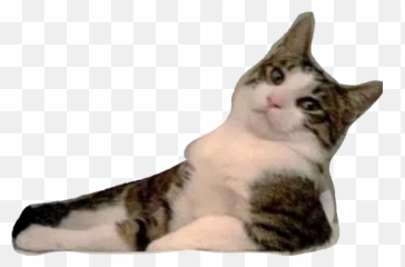 Catfaces Sticker Pack - Stickers Cloud Emoji,Tabby Emojis Transparent