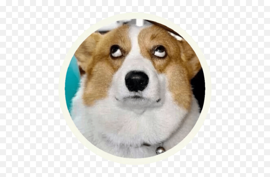 Sticker Maker - Funny Corgi Emoji,Nmber Text Emoticon Corgi