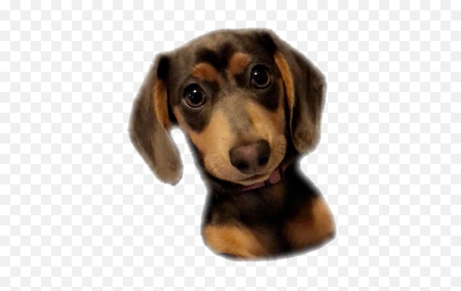 Dog Dachshund Sticker - Soft Emoji,Weenie Dog Emoji