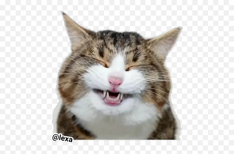 Sticker Maker - Emotion Cats Emoji,Applw Sjocked Cat Emoji