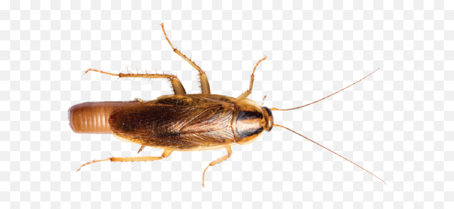 Bug Bombsu0027 Ineffective At Killing Roaches Indoors - Pct Cockroach Emoji,Inside Out Why Does Riley Have Male And Female Emotions