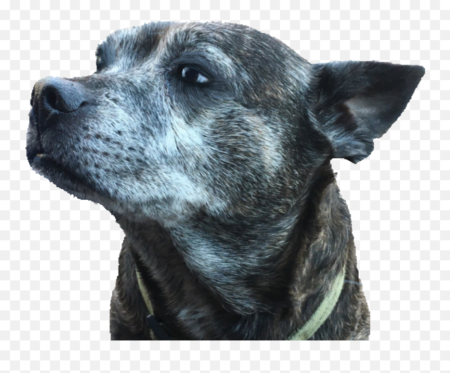 Dog Delilah Blinking Gif - Vulnerable Native Breeds Emoji,Blinking Emoji Gif