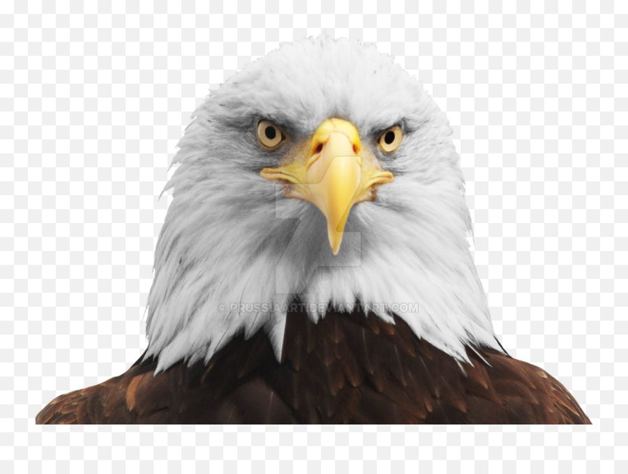 Bald Eagle Bird - Eagle Png Download 1024724 Free Transparent Eagle Head Png Emoji,Bird Emoji Pillow