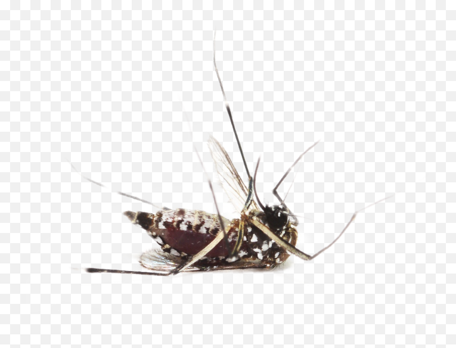 Mosquito Clipart Transparent Background - Mosquitoes Emoji,Dead Bug Emoji