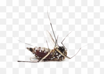 Mosquito Clipart Transparent Background - Mosquitoes Emoji,Dead Bug Emoji