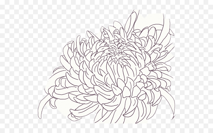 Chrysanthemum Sticker - Chrysanthemum Flower Drawing Png Emoji,Chrysanthemum Emoji