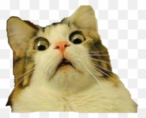 The Most Edited - Gato Asombrado Meme Emoji,Retarted Emojis