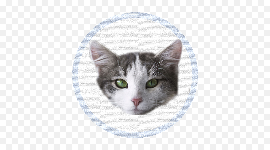 Oscum - Cute Kittens Domestic Long Hair Emoji,Grey Tabby Emoticons